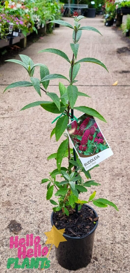Hello Hello Plants Buddleja davidii ‘Royal Red’ 6in pot