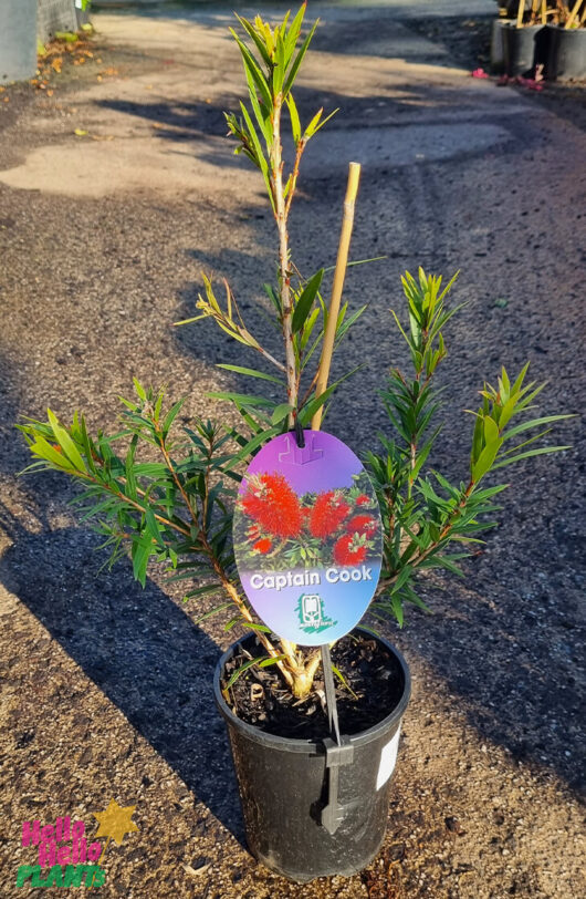 Callistemon 'Captain Cook' 6" Pot