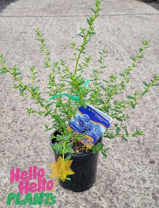 Hello Hello Plants Ceanothus Papillosus ‘Blue Pacific’ Californian Lilac 6in Pot