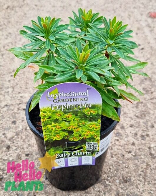 Hello Hello Plants Coprosma Euphorbia ‘Baby Charm’ 6in Pot