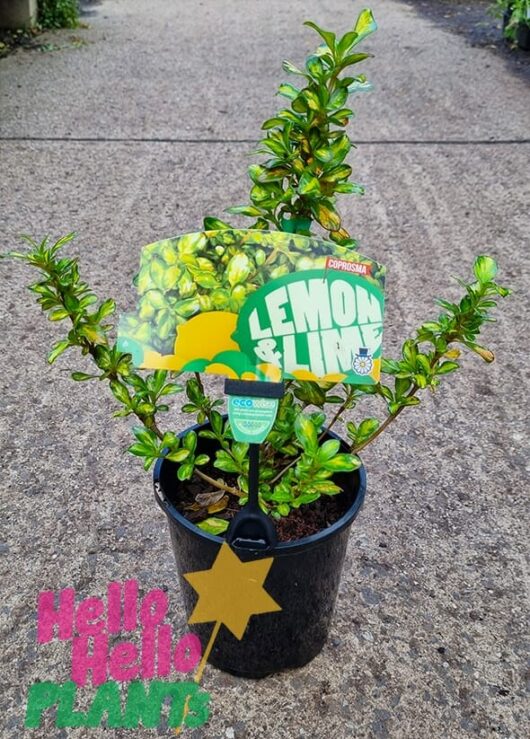 Hello Hello Plants Coprosma repens ‘Lemon and Lime’ 6in Pot