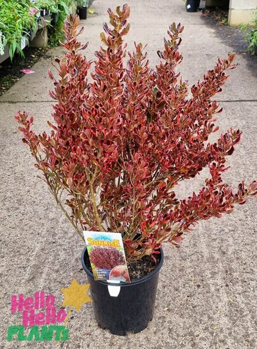 Hello Hello Plants Coprosma repens ‘Pacific Sunrise’ 8in Pot