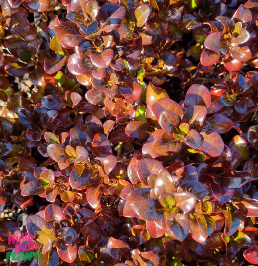Coprosma 'Karo Red' (Topiary Ball) 10" Pot