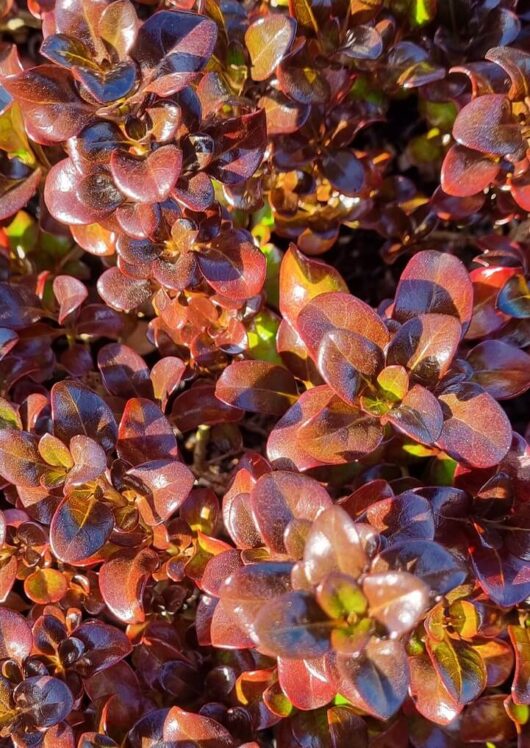 Coprosma 'Karo Red' (Topiary Ball) 10" Pot