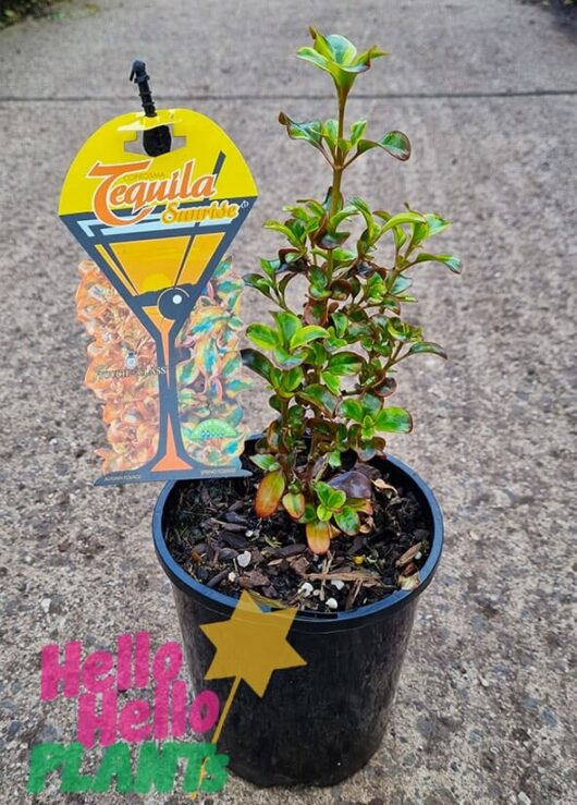 Hello Hello Plants Coprosma ‘Tequila Sunrise’ 6in Pot