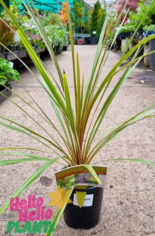 Hello Hello Plants Cordyline australis ‘Fantasy’ 6in Pot