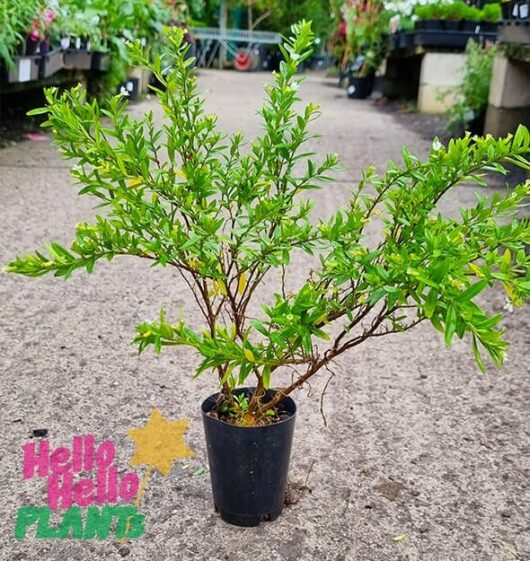 Hello Hello Plants Cuphea Hyssopifolia White Cuphea ‘White’ 3in Pot