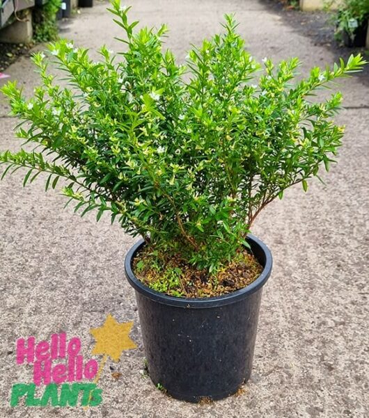 Hello Hello Plants Cuphea Hyssopifolia White Cuphea ‘White’ 8in Pot