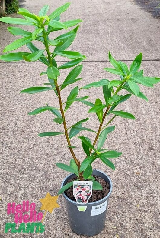 Hello Hello Plants Daphne odora ‘Pink’ 6in Pot