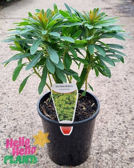 Hello Hello Plants Euphorbia x martinii ‘Ascot Rainbow’ 6in Pot