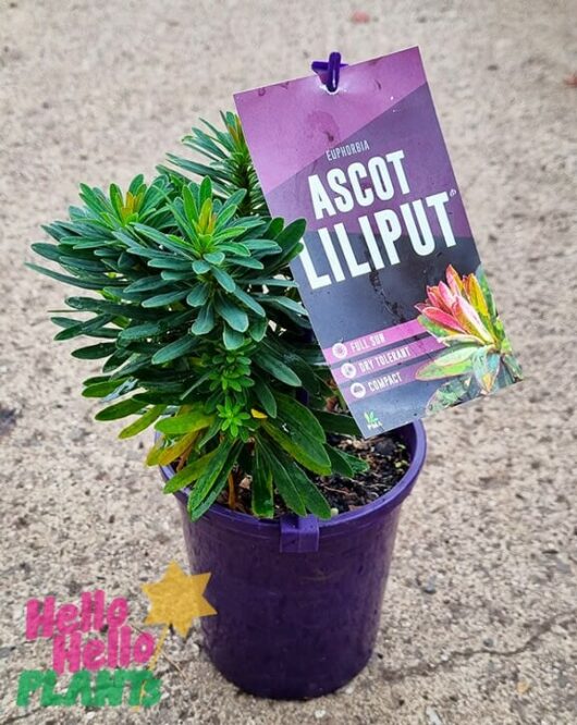 Euphorbia 'Ascot Liliput' 6" Pot