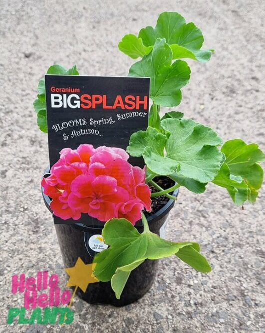 Hello Hello Plants Geranium x hortorum ‘Big Pink Splash’ 6in Pot