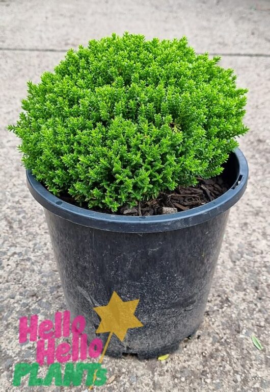 Hello Hello Plants Hebe ‘Emerald Green’ 8in Pot