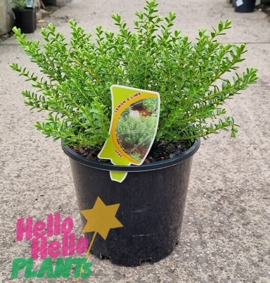 Hello Hello Plants Hebe ‘Lemon and Lime’ 8in Pot
