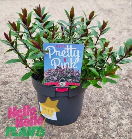 Hello Hello Plants Hebe ‘Pretty in Pink’ 6in Pot