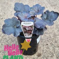 Hello Hello Plants Heuchera americana hybrid ‘Obsidian’ Coral Bells 6in Pot