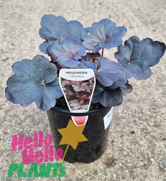 Hello Hello Plants Heuchera americana hybrid ‘Obsidian’ Coral Bells 6in Pot