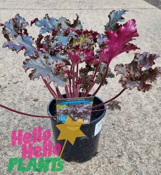 Hello Hello Plants Heuchera ‘Black Taffeta’ Coral Bells 6in Pot