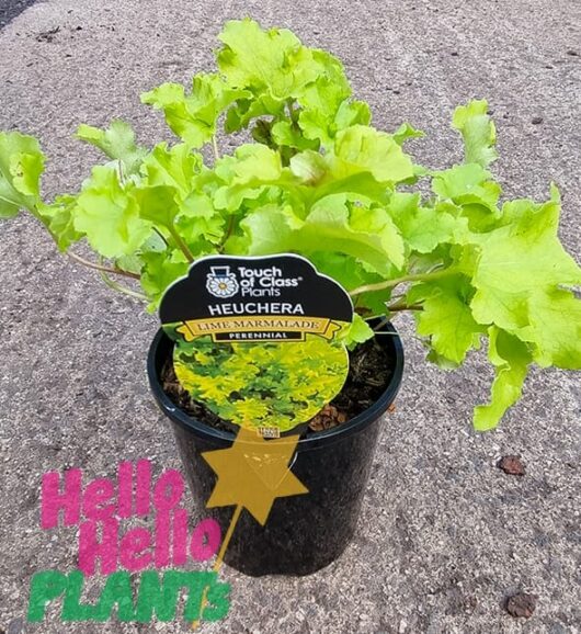 Hello Hello Plants Heuchera ‘Lime Marmalade’ Coral Bells 6in Pot