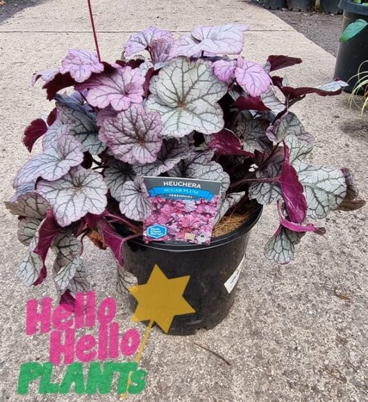 Hello Hello Plants Heuchera ‘Sugar Plum’ Coral Bells 8in Pot