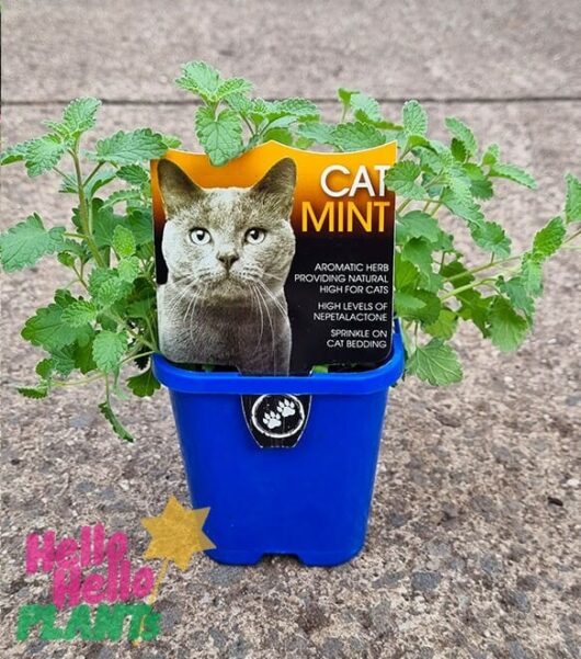 Hello Hello Plants Nepeta ‘Catmint’ 4in Pot