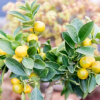 Citrus Lemon 'Lemonicious' 8" Pot