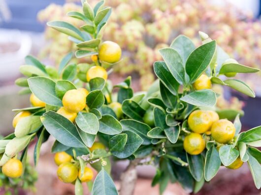 Citrus Lemon 'Lemonicious'