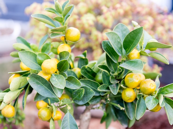 Fruits, Vegetables & Herbs