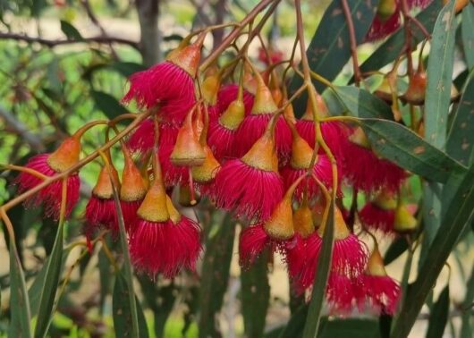 Eucalyptus 'Euky Dwarf Gum'