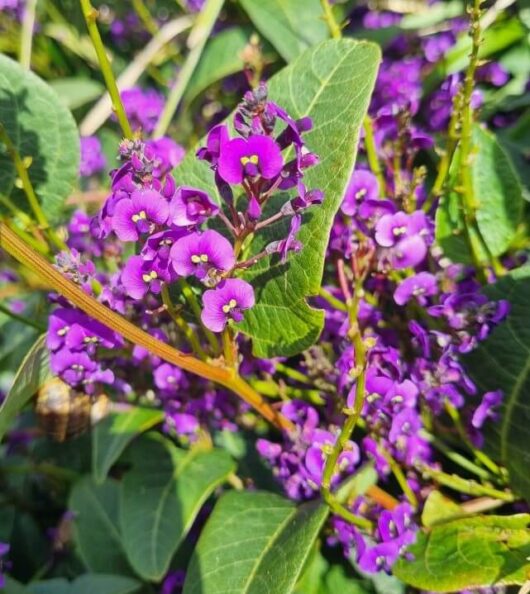 Hardenbergia 'Happy Wanderer' 10" Pot