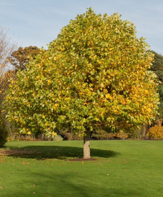 Liriodendron 'Tulip Tree' 7" Pot