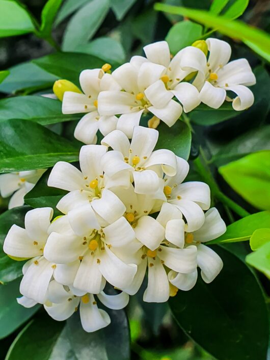 Murraya 'Orange Jessamine' (Standard 3ft)