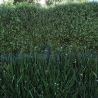Pittosporum 'Silver Sheen'