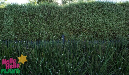 Pittosporum 'Silver Sheen'