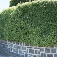 Pittosporum 'Silver Sheen'