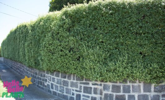 Pittosporum 'Silver Sheen'