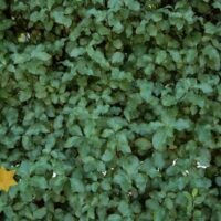 Pittosporum 'Silver Sheen'
