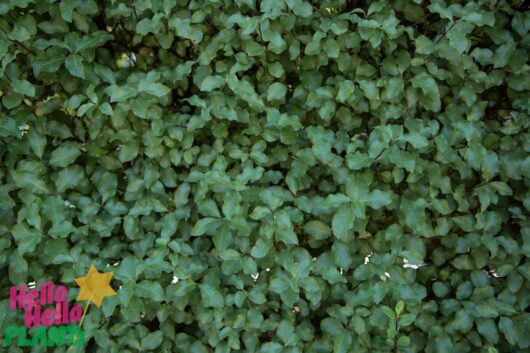 Pittosporum 'Silver Sheen'