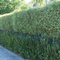 Pittosporum 'Silver Sheen'