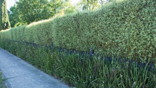 Pittosporum 'Silver Sheen'