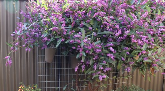 Hardenbergia 'Happy Wanderer' 10" Pot