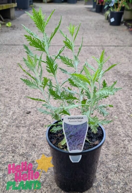 Hello Hello Plants Perovskia atriplicifolia 'Russian Sage' 6in pot