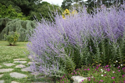 Perovskia 'Russian Sage' 4" Pot