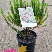 Hello Hello Plants Pimelea ‘Pink’ Rice flower 6in Pot
