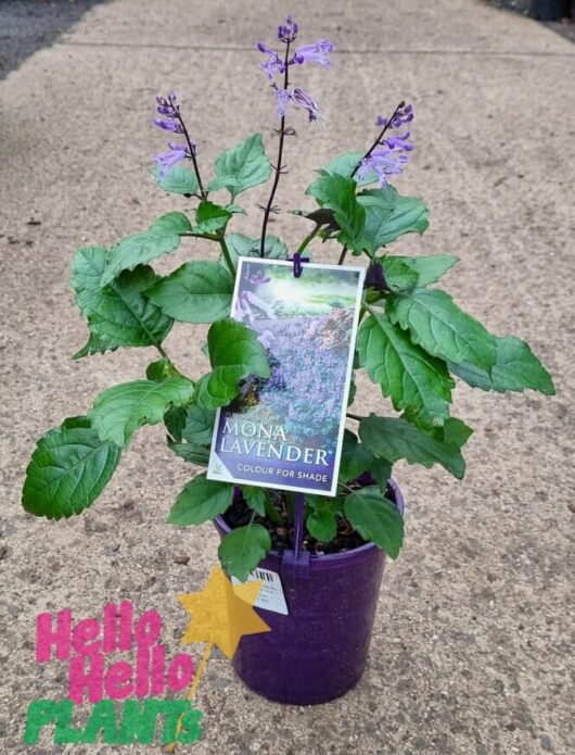 Hello Hello Plants Plectranthus plepalila ‘Mona Lavender’ 6in Pot