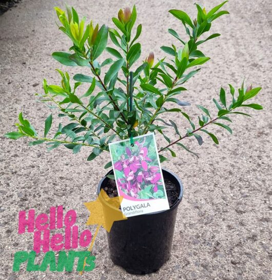 Hello Hello Plants Polygala grandiflora Polygala ‘Sweet Pea Shrub’ 6in Pot