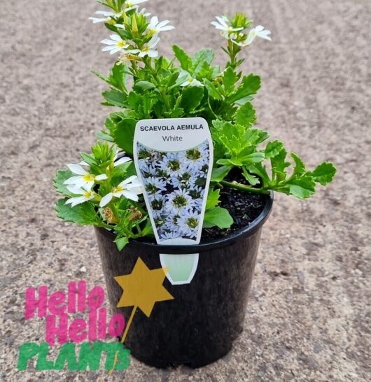 Scaevola 'White' Fan Flower 6" Pot