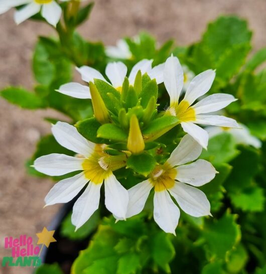Scaevola 'White' Fan Flower 6" Pot