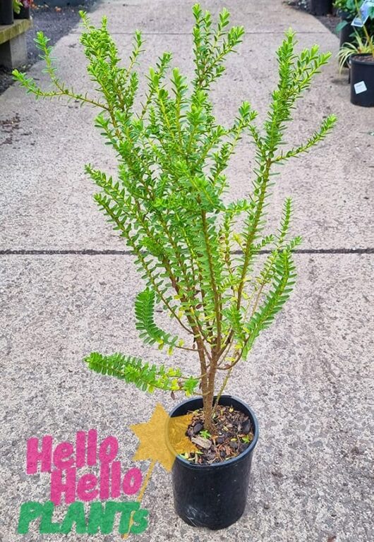 Hello Hello Plants Scrophulariaceae Hebe ‘Albicans’ 6in Pot