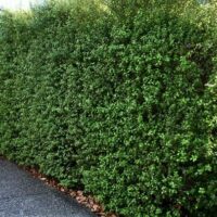 Pittosporum 'Silver Sheen'